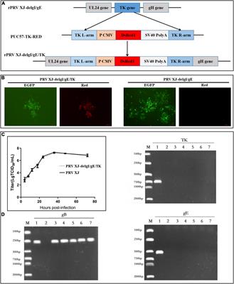 The Immunity Protection of Central Nervous System Induced by Pseudorabies Virus DelgI/gE/TK in Mice